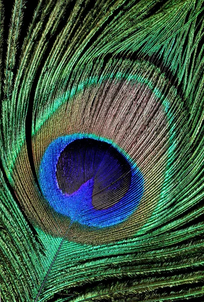 Feather of a peacock on a black background — Stock Photo, Image