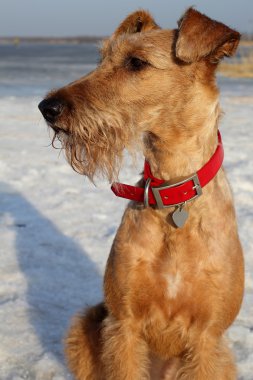 Belgili tanımlık İrlandalı korkunç yolda