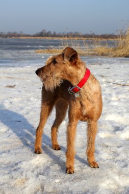 Belgili tanımlık İrlandalı korkunç yolda