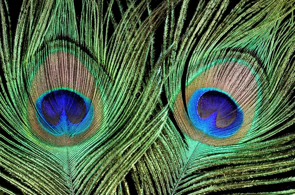 Feather of a peacock on a black background — Stock Photo, Image