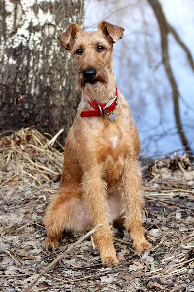Dog of breed the Irish terrier on walk — Stock Photo, Image