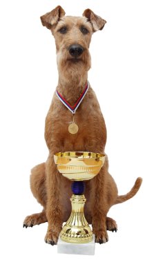 köpek doğurmak İrlandalı Terrier