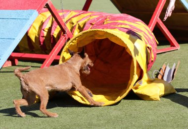 Belgili tanımlık İrlandalı korkunç köpek çeviklik eğitim