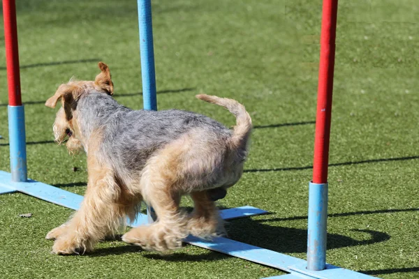 El Lakeland Terrier en el entrenamiento sobre la agilidad del perro — Foto de Stock