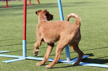 Belgili tanımlık İrlandalı korkunç köpek çeviklik eğitim