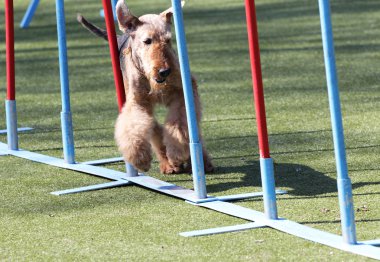 Airdale köpek çeviklik eğitim