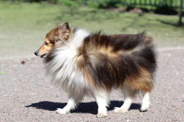 Shetland koyun, sığınak