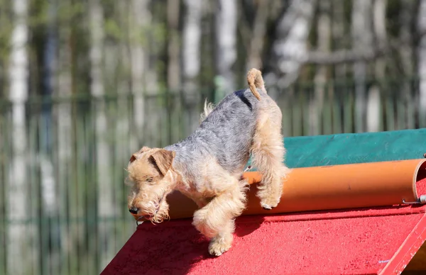 Il Terrier di Lakeland all'atto di formazione su agilità di cane — Foto Stock