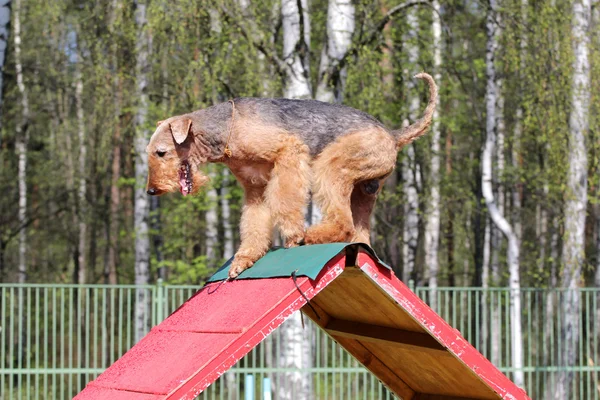 Airdale in formazione su agilità del cane — Foto Stock