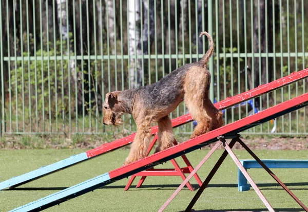 Airdale en el entrenamiento sobre la agilidad del perro — Foto de Stock