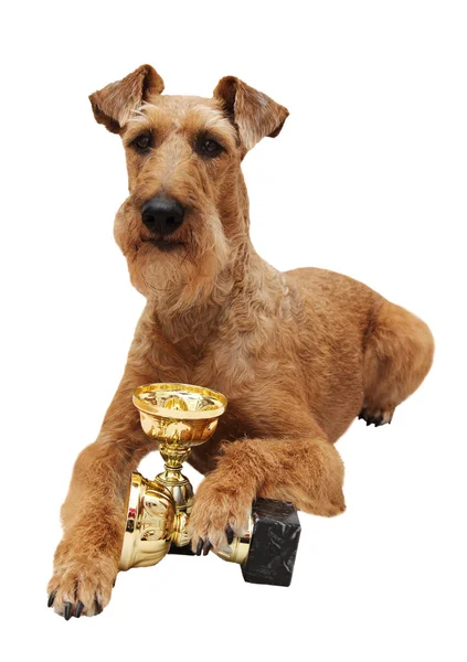 Dog of breed Irish terrier Royalty Free Stock Photos