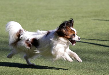 Kıta oyuncak İspanyol Papillon köpek çeviklik eğitim