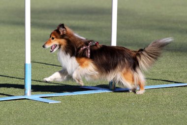 Shetland koyun, köpek çeviklik eğitim, sığınak