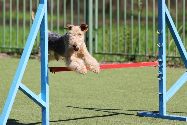 Il Terrier di Lakeland all'atto di formazione su agilità di cane — Foto Stock