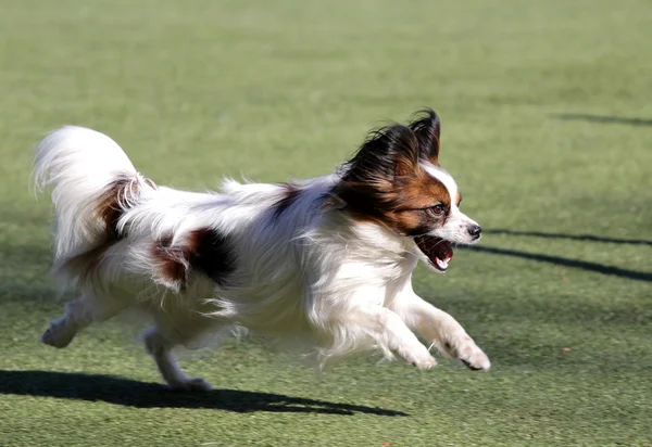 Continental leksaken Spaniel Papillon på utbildning på hund agility — Stockfoto