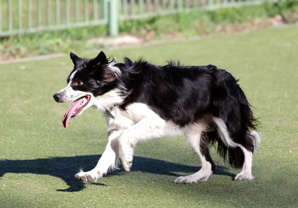 Border Collie beim Training zur Beweglichkeit des Hundes — Stockfoto
