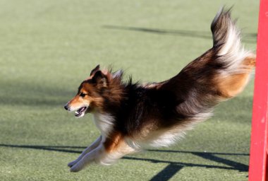  Shetland koyun, köpek çeviklik eğitim, sığınak