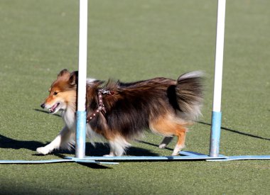 Shetland koyun, köpek çeviklik eğitim, sığınak