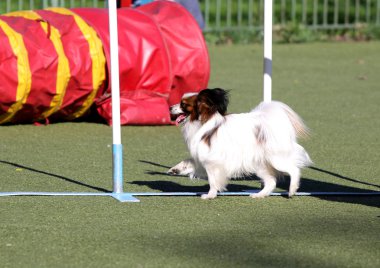 Kıta oyuncak İspanyol Papillon köpek çeviklik eğitim