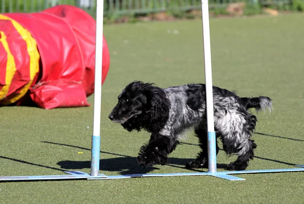 Spaniel in formazione su agilità del cane — Foto Stock