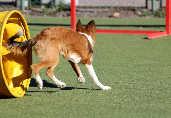 Cane in formazione su agilità del cane — Foto Stock