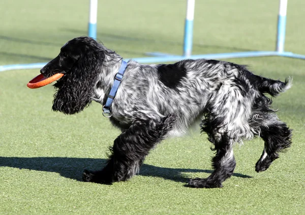 Spaniel en el entrenamiento sobre la agilidad del perro — Foto de Stock