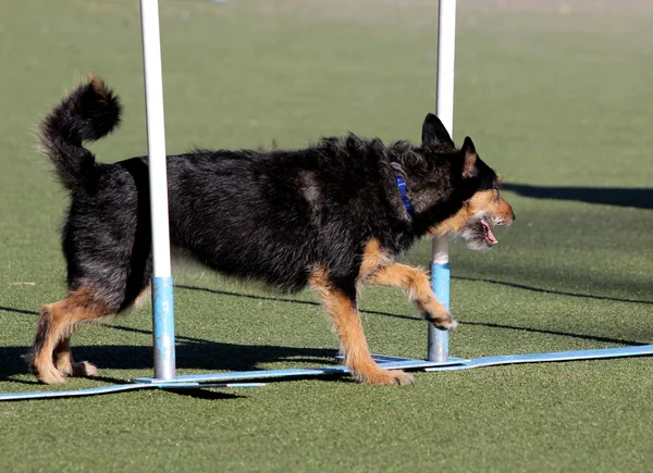 Perro en entrenamiento sobre la agilidad del perro — Foto de Stock