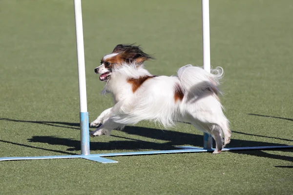 Continental Toy Spaniel Papillon beim Training zur Beweglichkeit des Hundes — Stockfoto