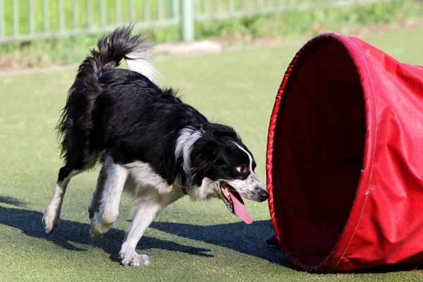 Border Collie à l'entraînement sur l'agilité du chien — Photo