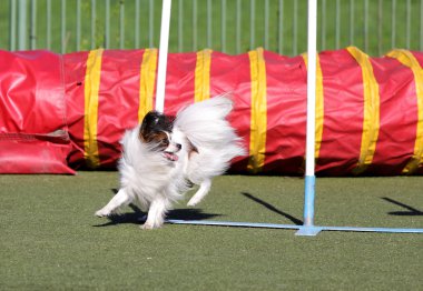 Kıta oyuncak İspanyol Papillon köpek çeviklik eğitim