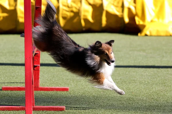 Shetland Sheepdog, Sheltie em treinamento sobre agilidade do cão — Fotografia de Stock