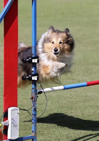 Psí útulek na výcvik psa agility — Stock fotografie