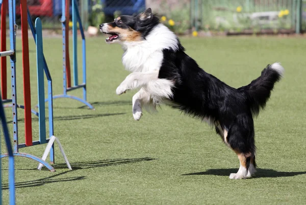 Perro de la Sheltie en el entrenamiento de la agilidad del perro — Foto de Stock