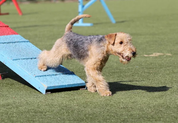 Pies Lakeland Terrier na agiliti trasy — Zdjęcie stockowe