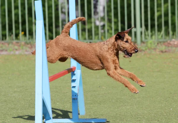 Belgili tanımlık İrlandalı korkunç köpek çeviklik eğitim, köpek — Stok fotoğraf