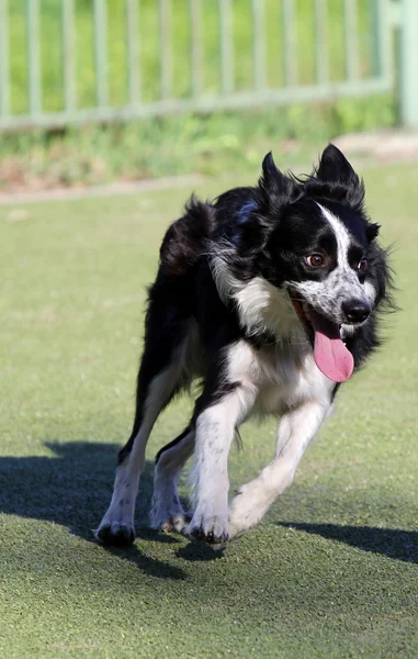 Border Collie à l'entraînement sur l'agilité du chien — Photo