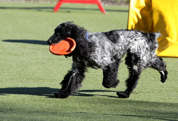 Spaniel en el entrenamiento sobre la agilidad del perro — Foto de Stock
