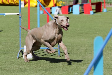 Köpek Weimaraner köpek çeviklik eğitim