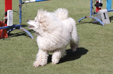 Köpek bir kaniş köpek çeviklik eğitim