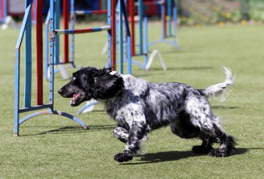Köpek bir spaniel köpek çeviklik eğitim