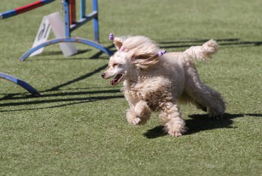 Köpek bir kaniş köpek çeviklik eğitim