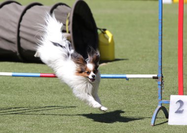 Köpek çeviklik eğitim Papillon köpek