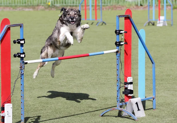 Cão em treinamento sobre agilidade do cão — Fotografia de Stock