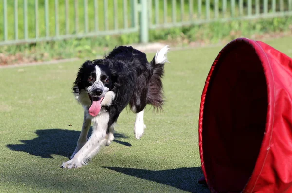 Collie di confine all'atto di formazione su agilità di cane — Foto Stock