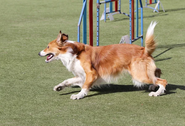 ボーダーコリー犬のアジリティのトレーニングで犬 — ストック写真
