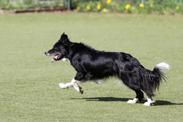 Border Collie chien à l'entraînement sur l'agilité du chien — Photo
