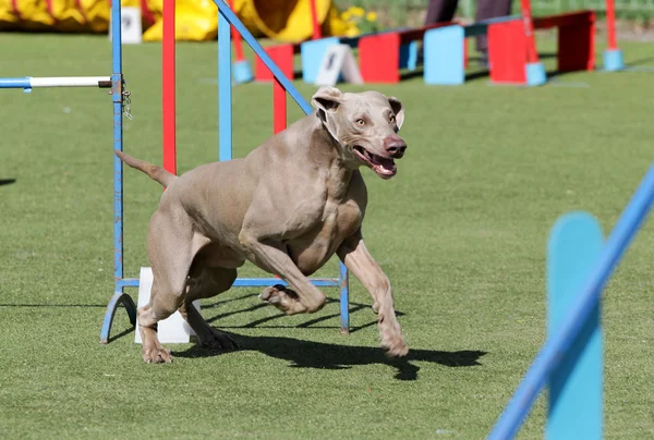 Cane Weimaraner in formazione sull'agilità del cane — Foto Stock