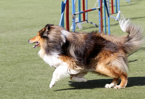Chien de la Sheltie à l'entraînement sur l'agilité du chien — Photo