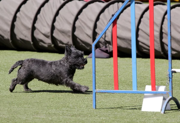 Terrier di confine di cane all'atto di formazione su agilità di cane — Foto Stock