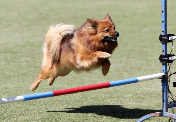 Dog the  spitz-dog at training on Dog agility